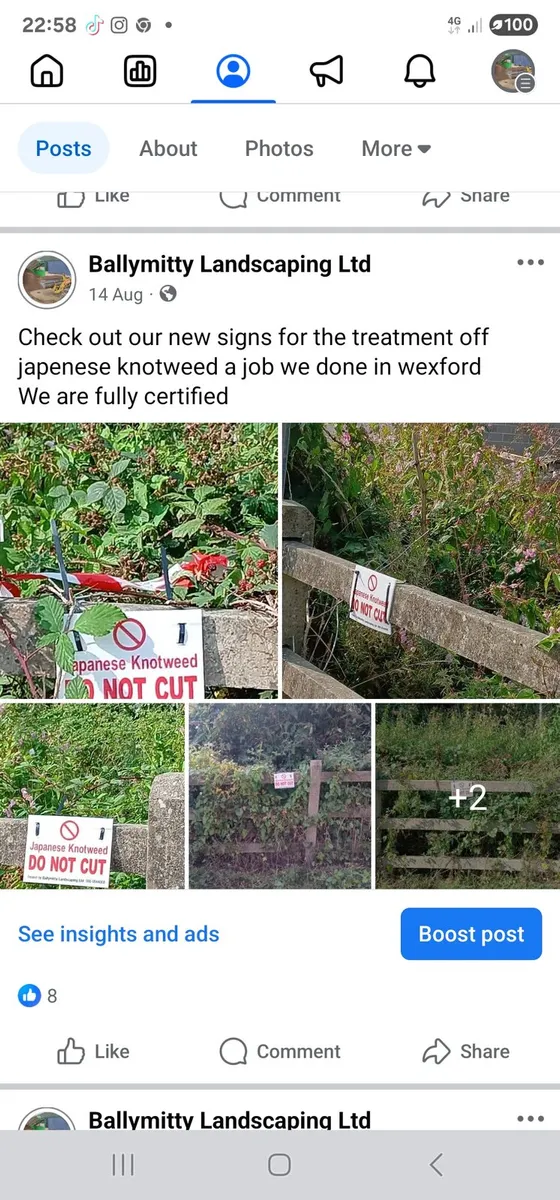 Japanese Knotweed Treament - Image 4