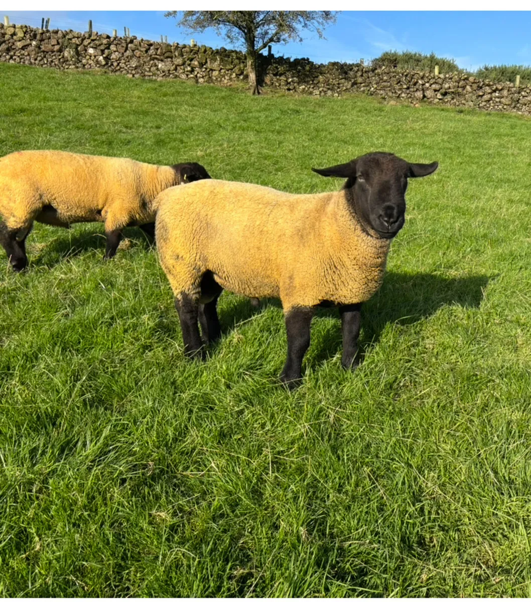 Suffolk Shearling Rams - Image 1
