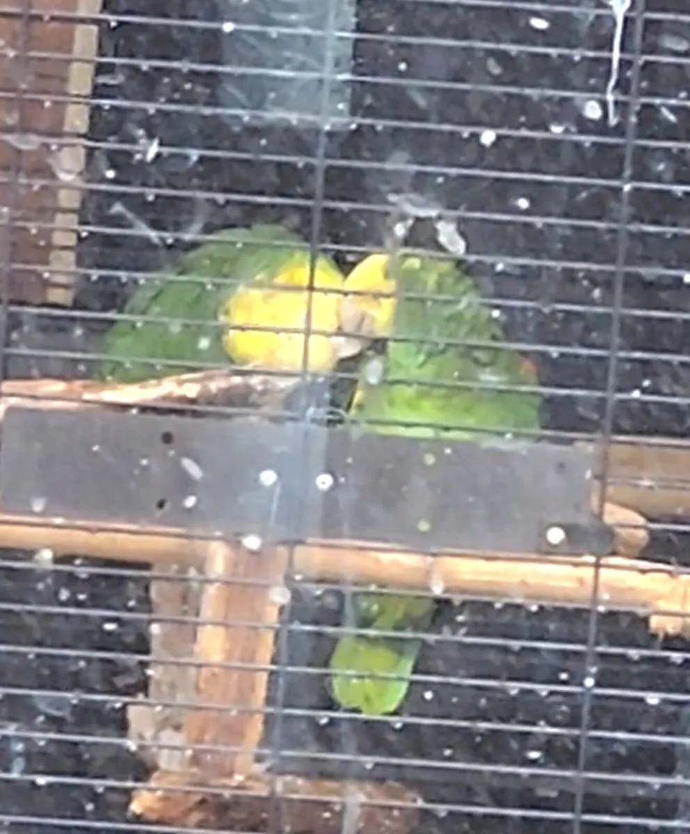 Breeding pair Double yellow Amazon - Image 2