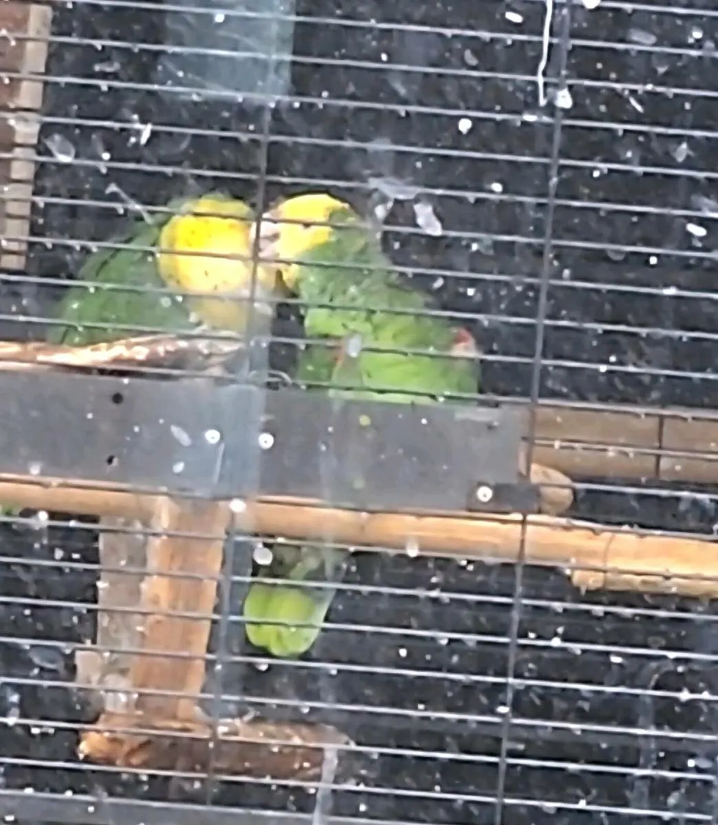 Breeding pair Double yellow Amazon - Image 3