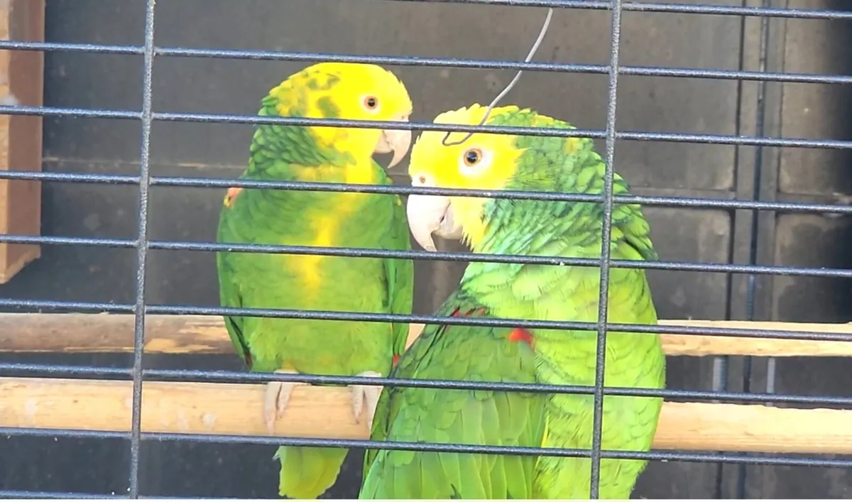 Breeding pair Double yellow Amazon - Image 4