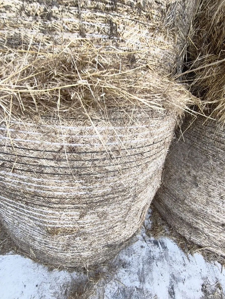 Round bales of hay - Image 1