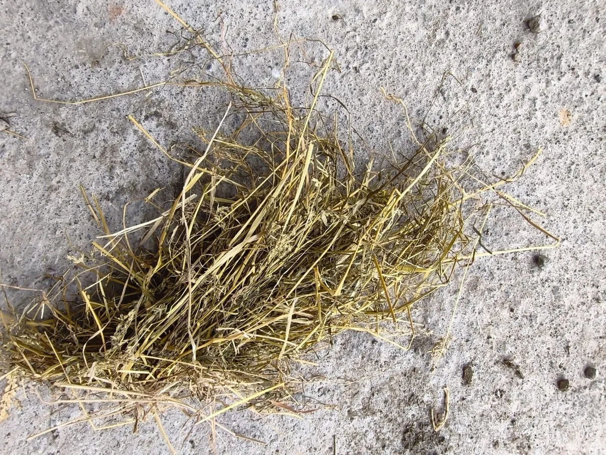 Round bales of hay - Image 2