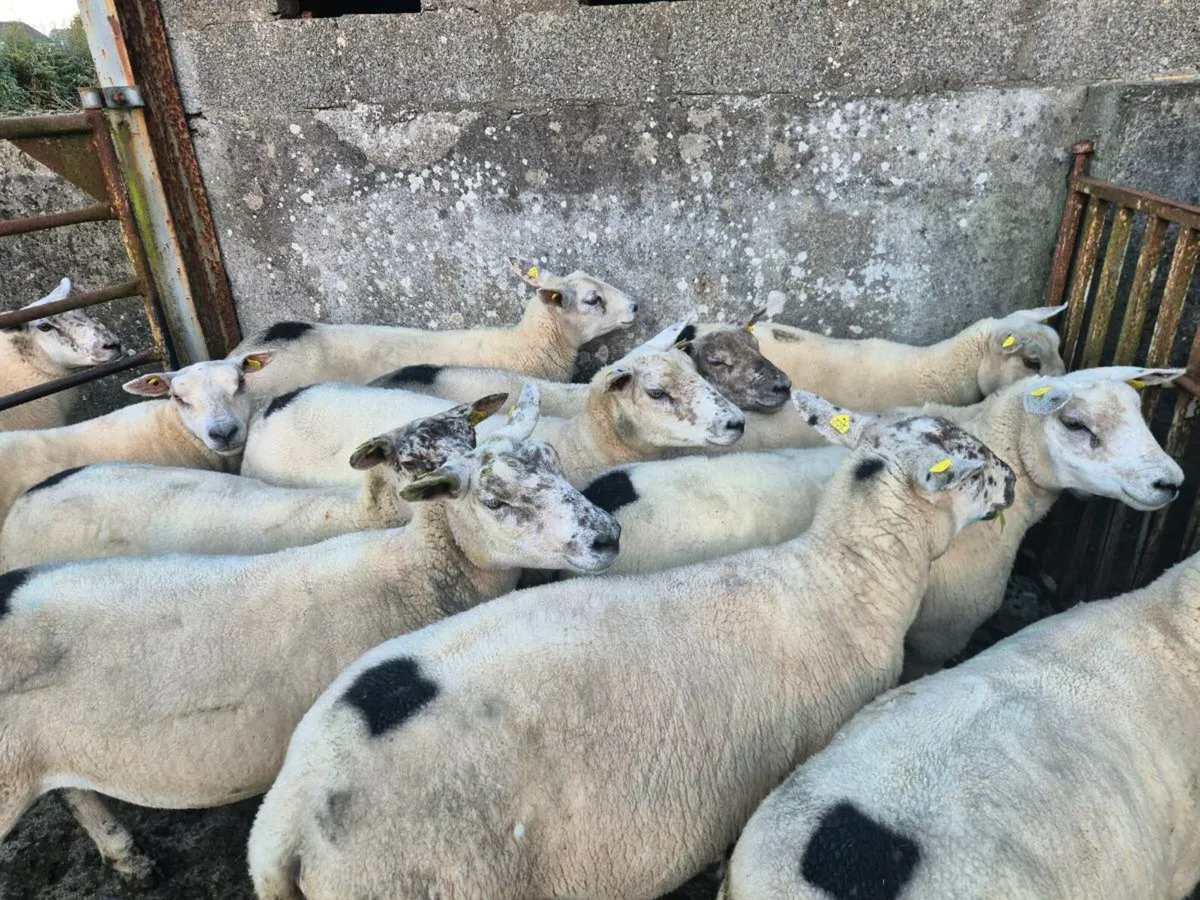 Organic Hoggets - Image 2