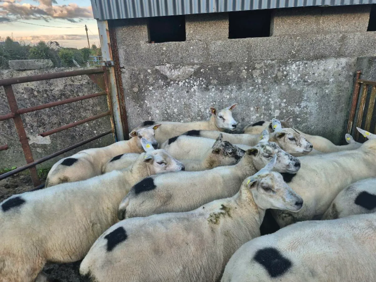 Organic Hoggets - Image 3
