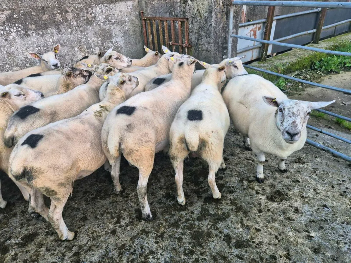Organic Hoggets - Image 4