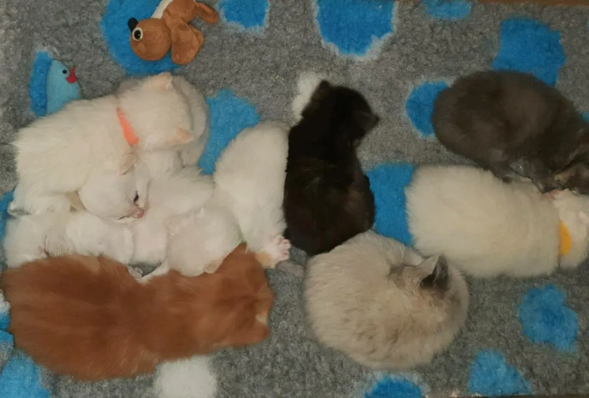 RagCoon Kittens - 1/4 Maine Coon & 3/4 Ragdoll - Image 1
