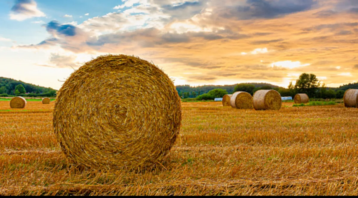 Barley straw