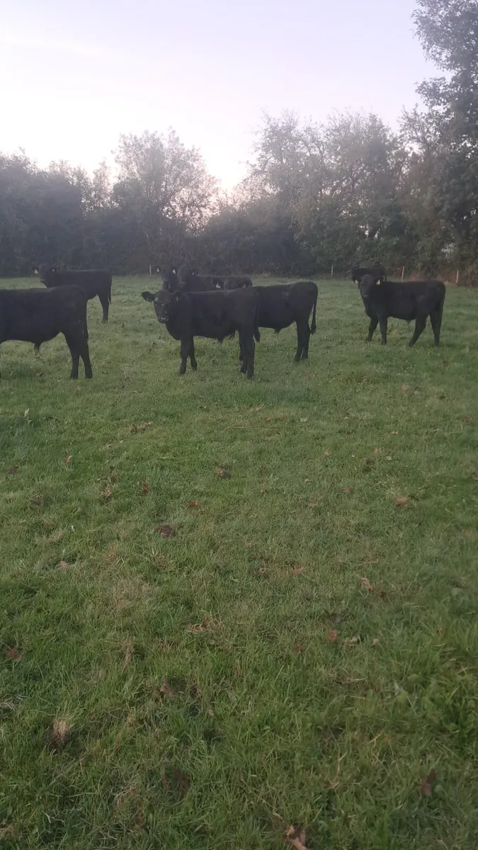 Angus weanlings - Image 4