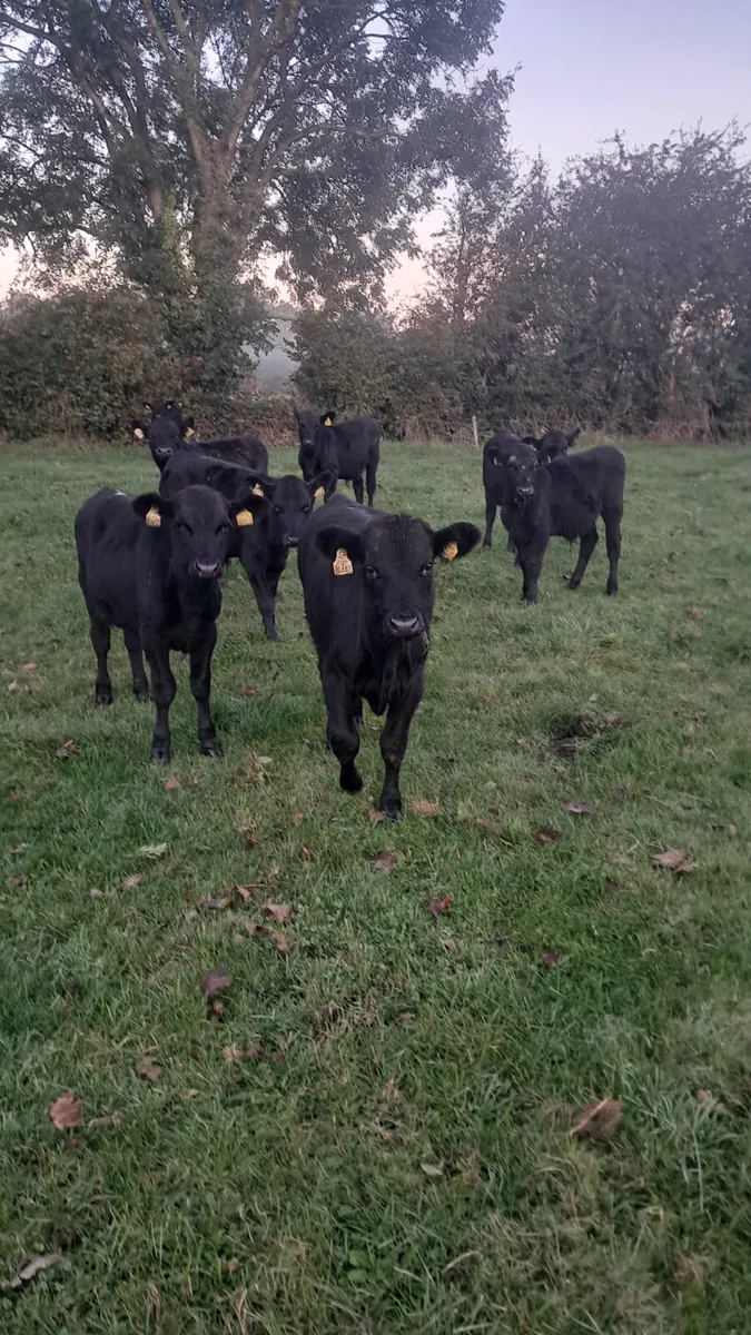 Angus weanlings - Image 3