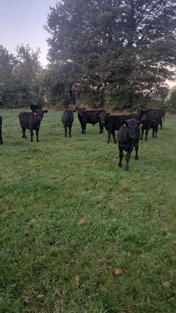 Angus weanlings - Image 2