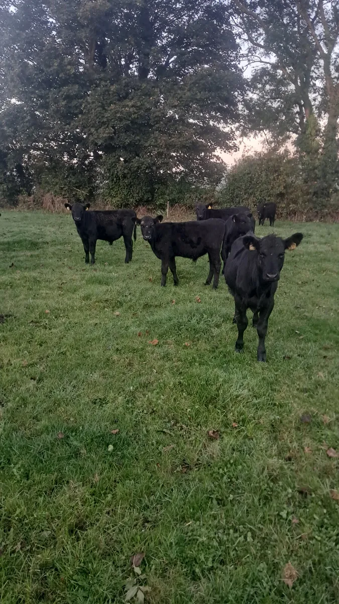 Angus weanlings - Image 1