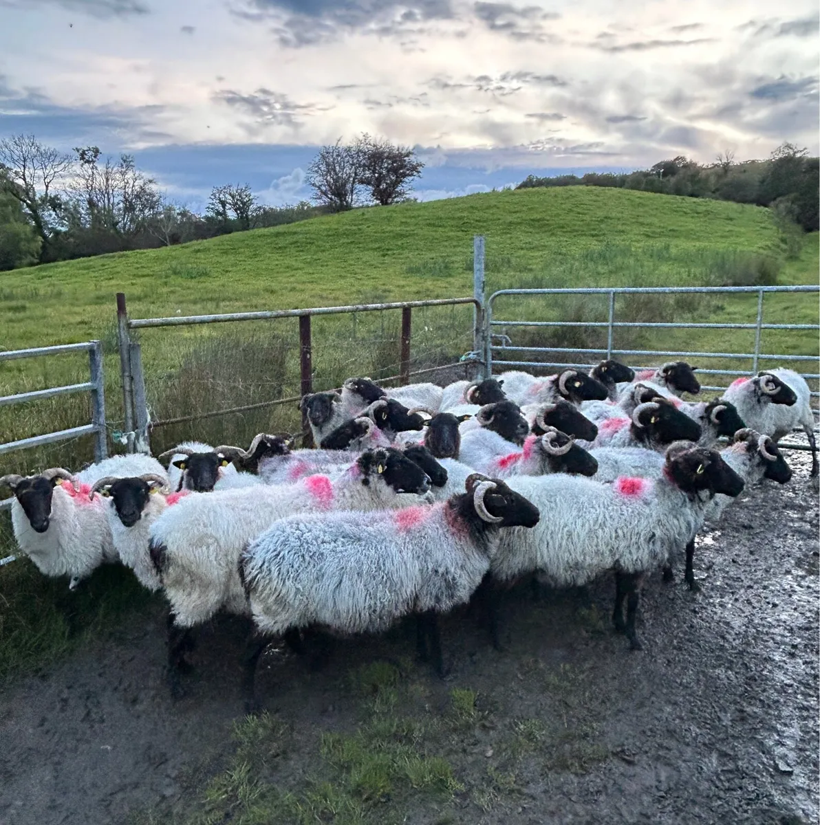 Aged Ewes - Image 1