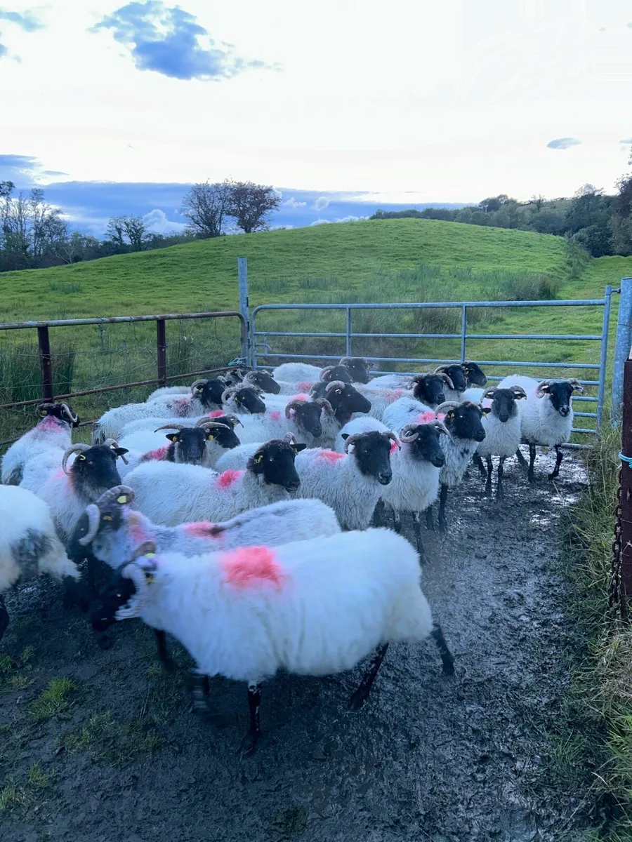 Aged Ewes - Image 2