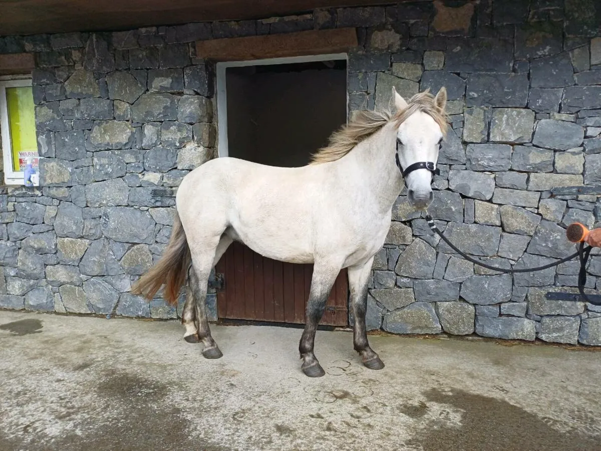 3 Year Old Connemara Gelding - Image 1