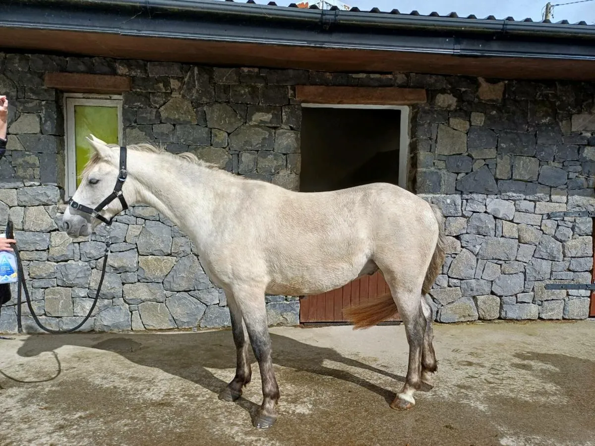 3 Year Old Connemara Gelding - Image 2