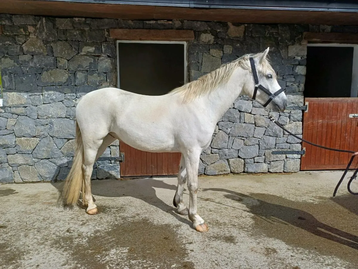 4 Year Old Connemara Gelding - Image 1