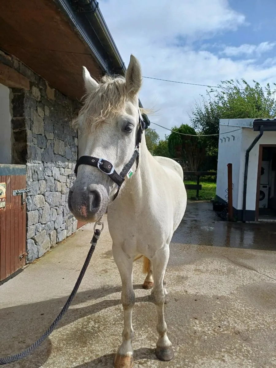 4 Year Old Connemara Gelding - Image 2