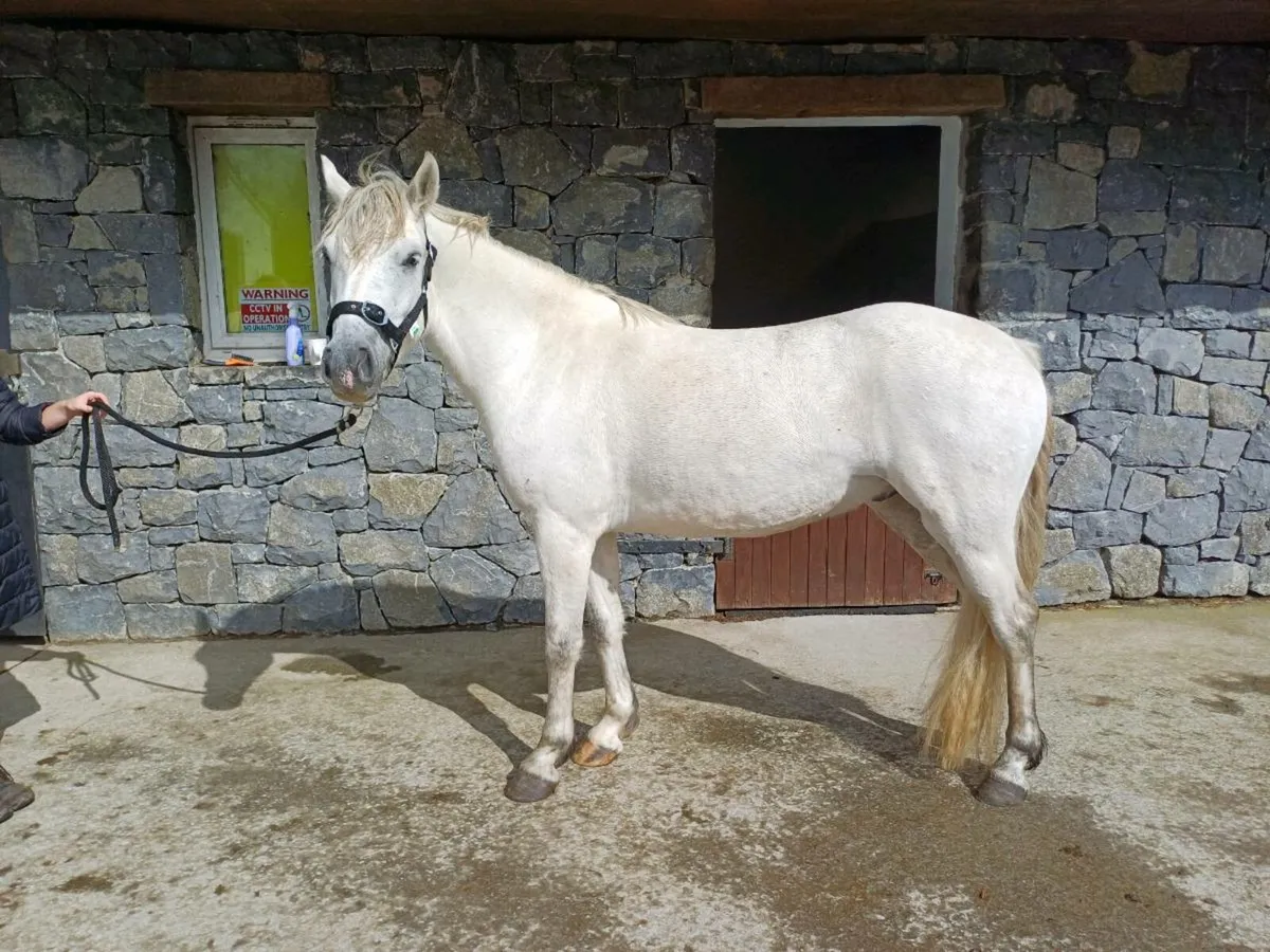 4 Year Old Connemara Gelding - Image 3