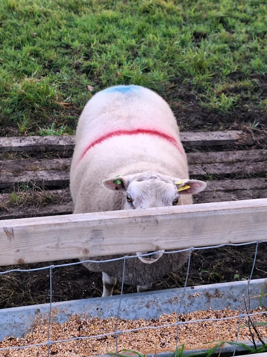 Belclare Hogget Ram Sis Approved - Image 2