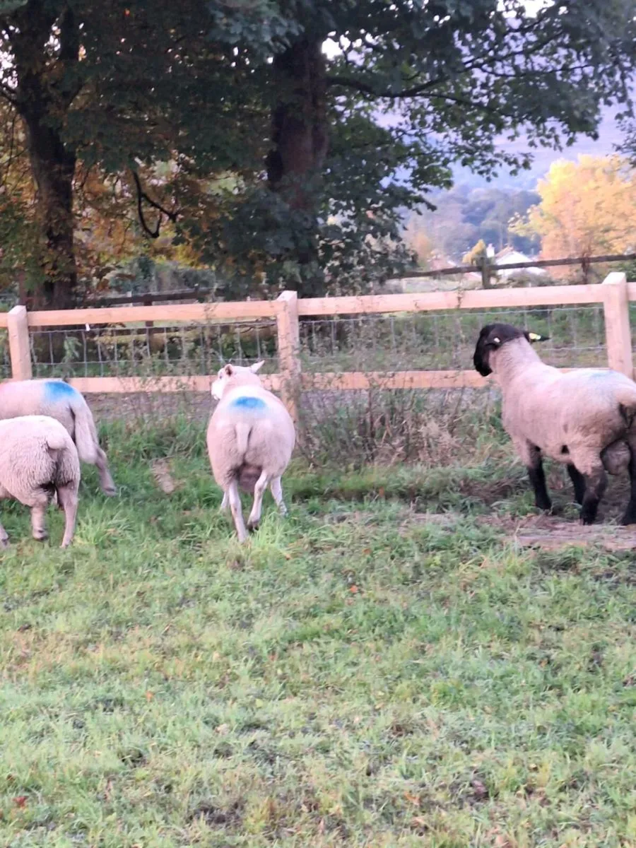 Belclare Hogget Ram Sis Approved - Image 4