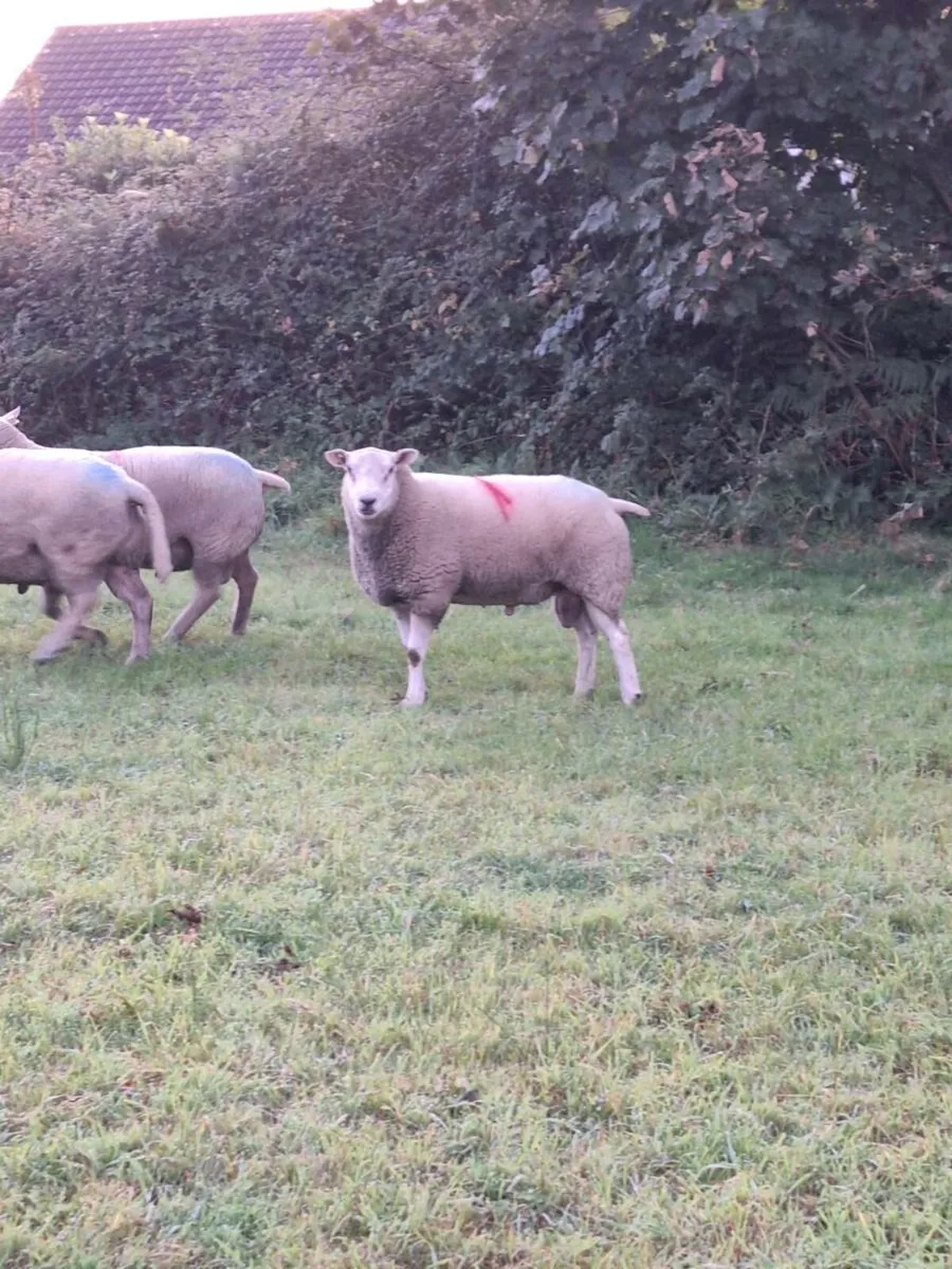 Belclare Hogget Ram Sis Approved - Image 1