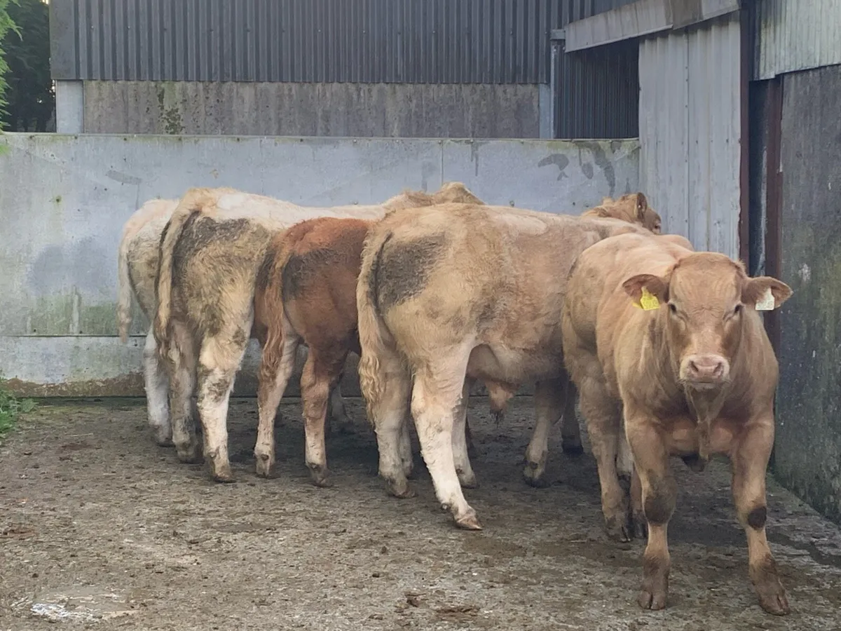 CHX Weanlings for Headford Mart 26 Sept - Image 1