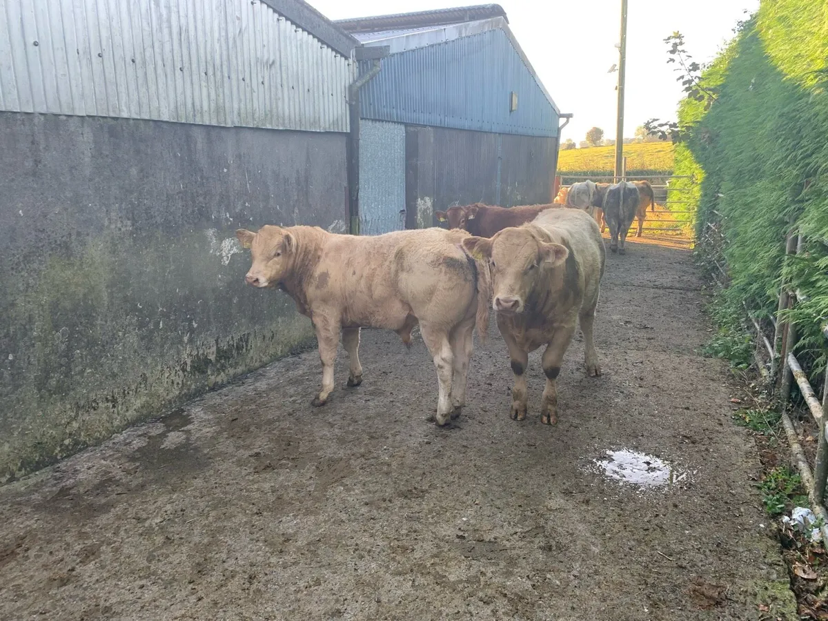 CHX Weanlings for Headford Mart 26 Sept - Image 3