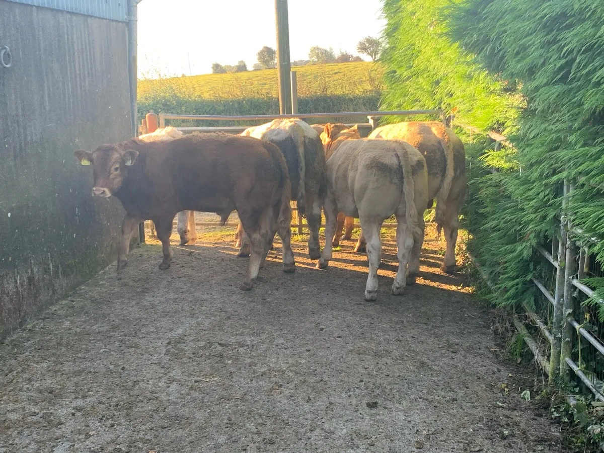 CHX Weanlings for Headford Mart 26 Sept - Image 4