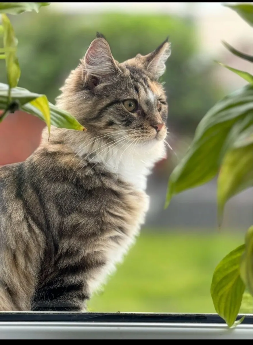 Mixed Maine Coon kittens - Image 1