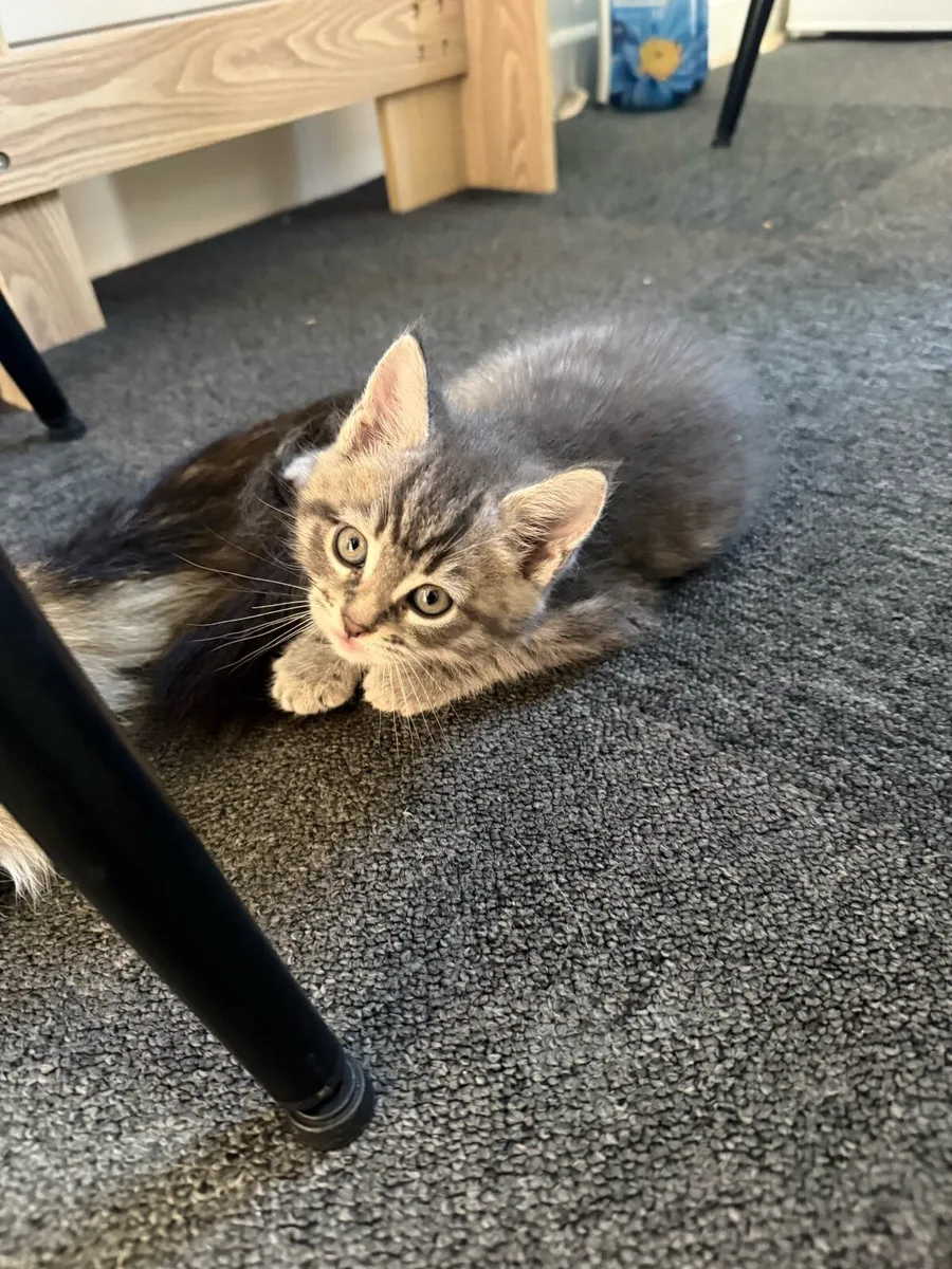 Mixed Maine Coon kittens - Image 3