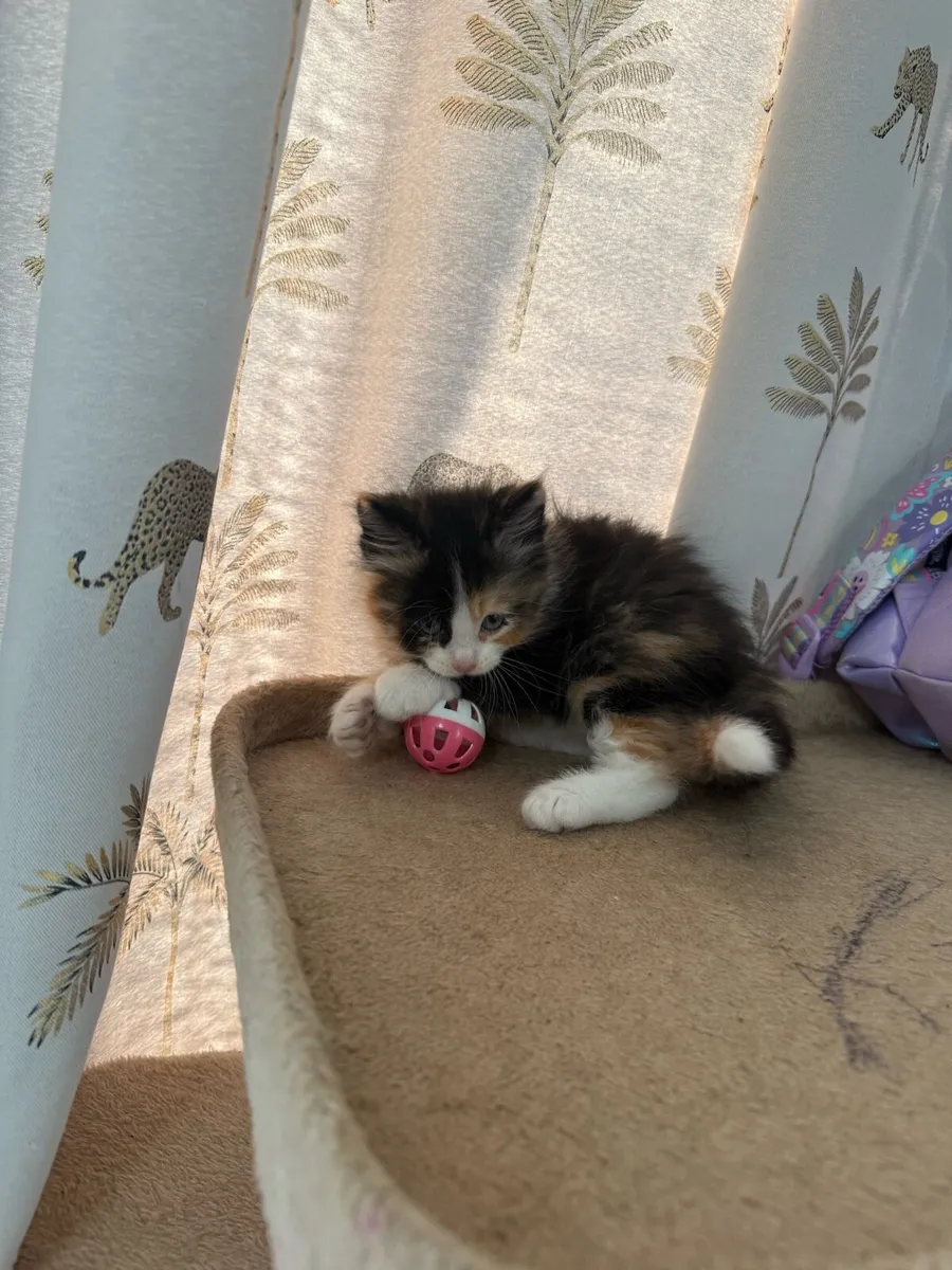 Mixed Maine Coon kittens - Image 4
