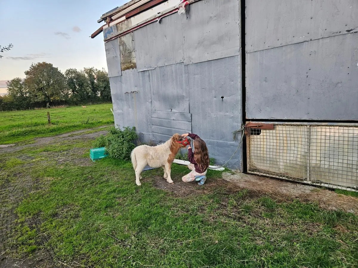 Miniature pony & pygmy goats - Image 1