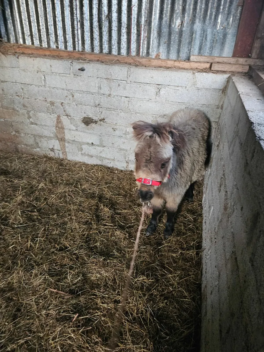 Miniature pony & pygmy goats - Image 2