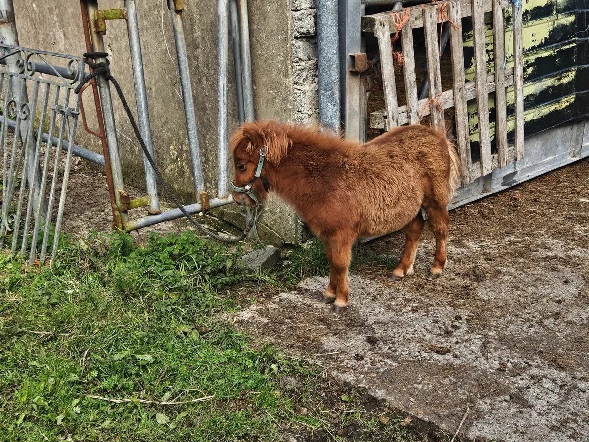 Miniature pony & pygmy goats - Image 4