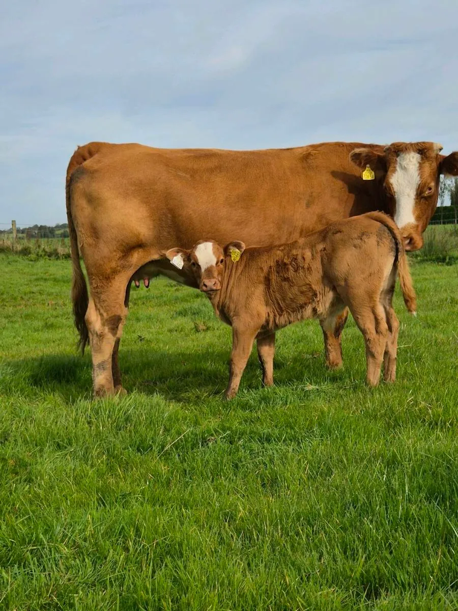 First Calved Heifers with Bull Calfs - Bsloe Mart - Image 1