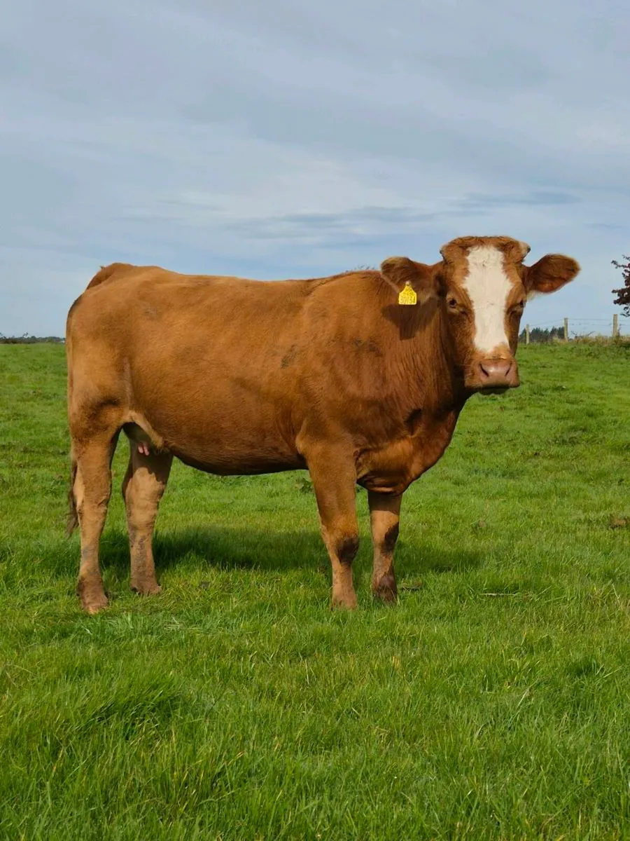 First Calved Heifers with Bull Calfs - Bsloe Mart - Image 3