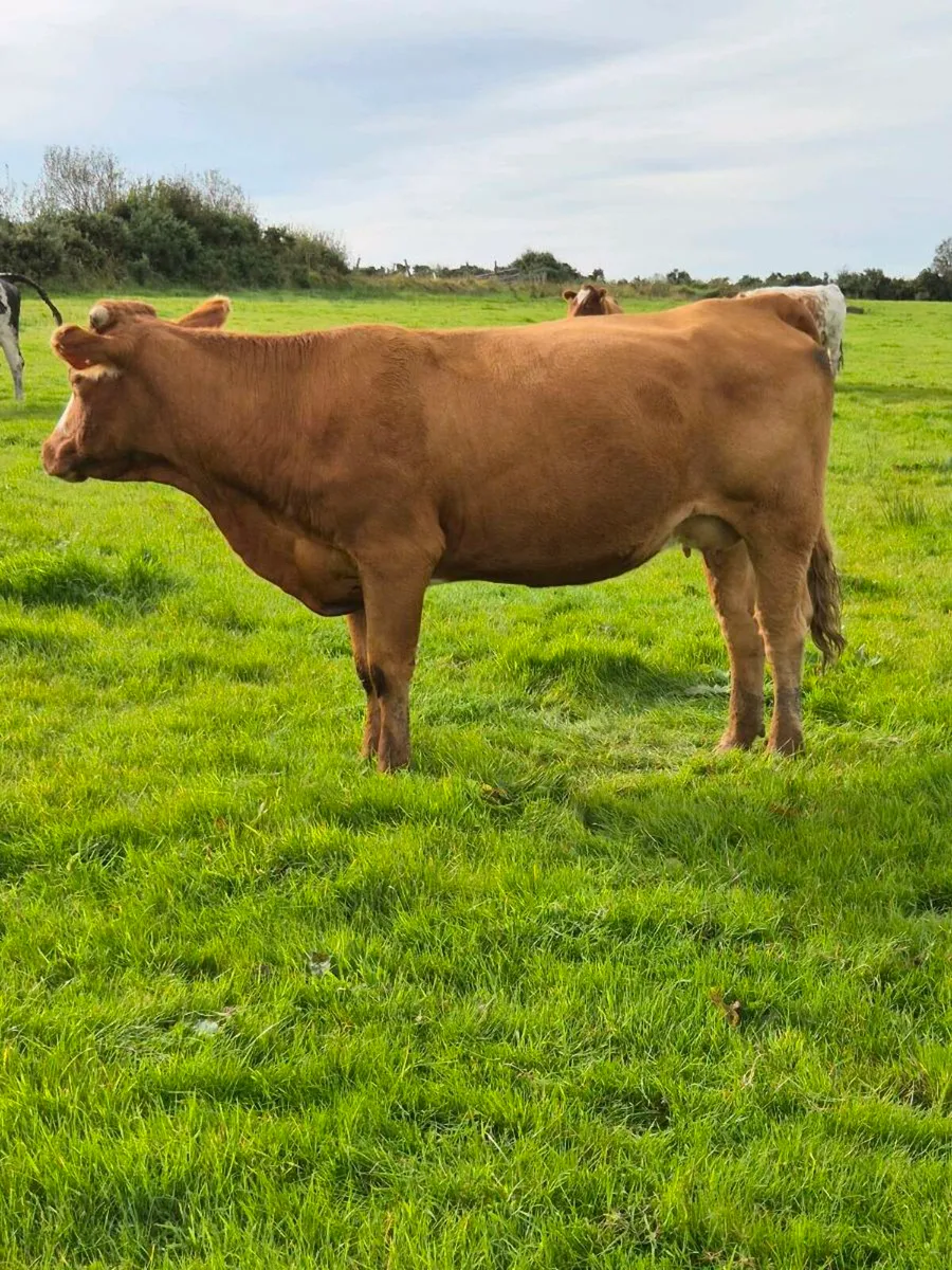 First Calved Heifers with Bull Calfs - Bsloe Mart - Image 4