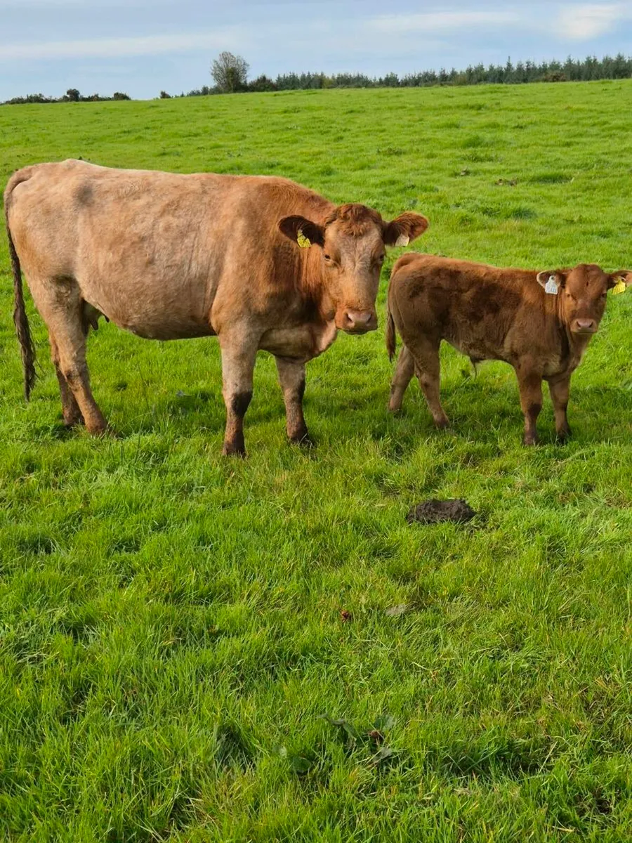 First Calved Heifers with Bull Calfs - Bsloe Mart - Image 2
