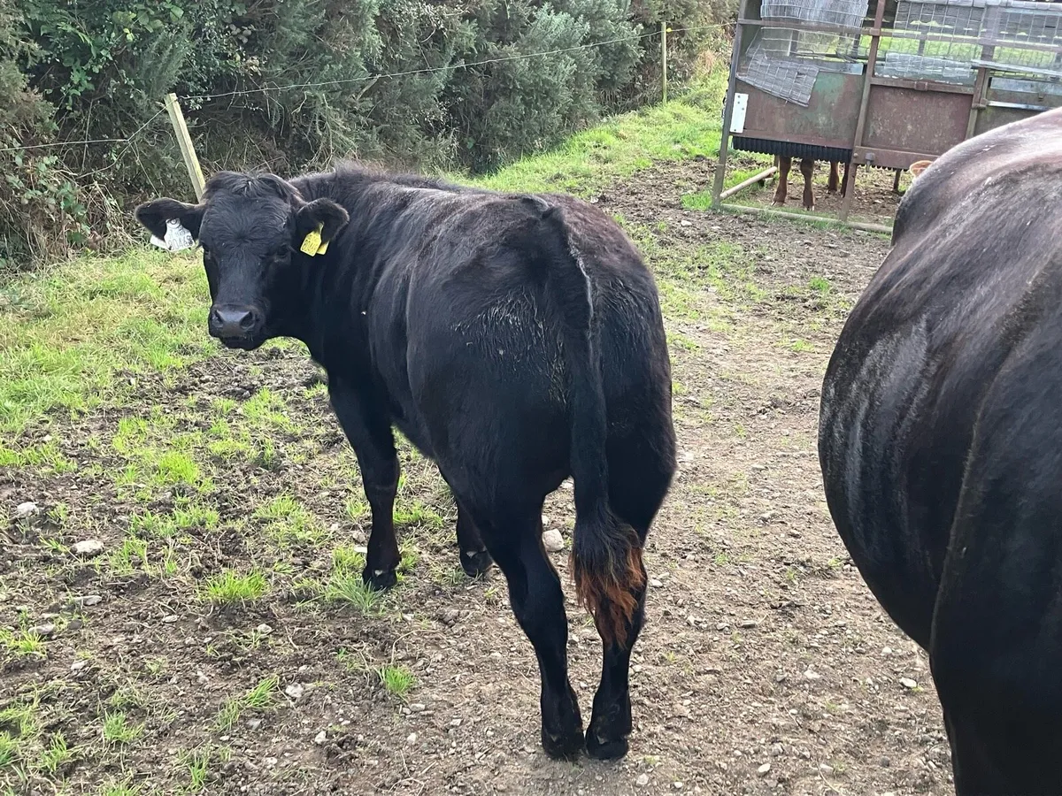 Weanlings 1 Bull & 1 Heifer - Image 2