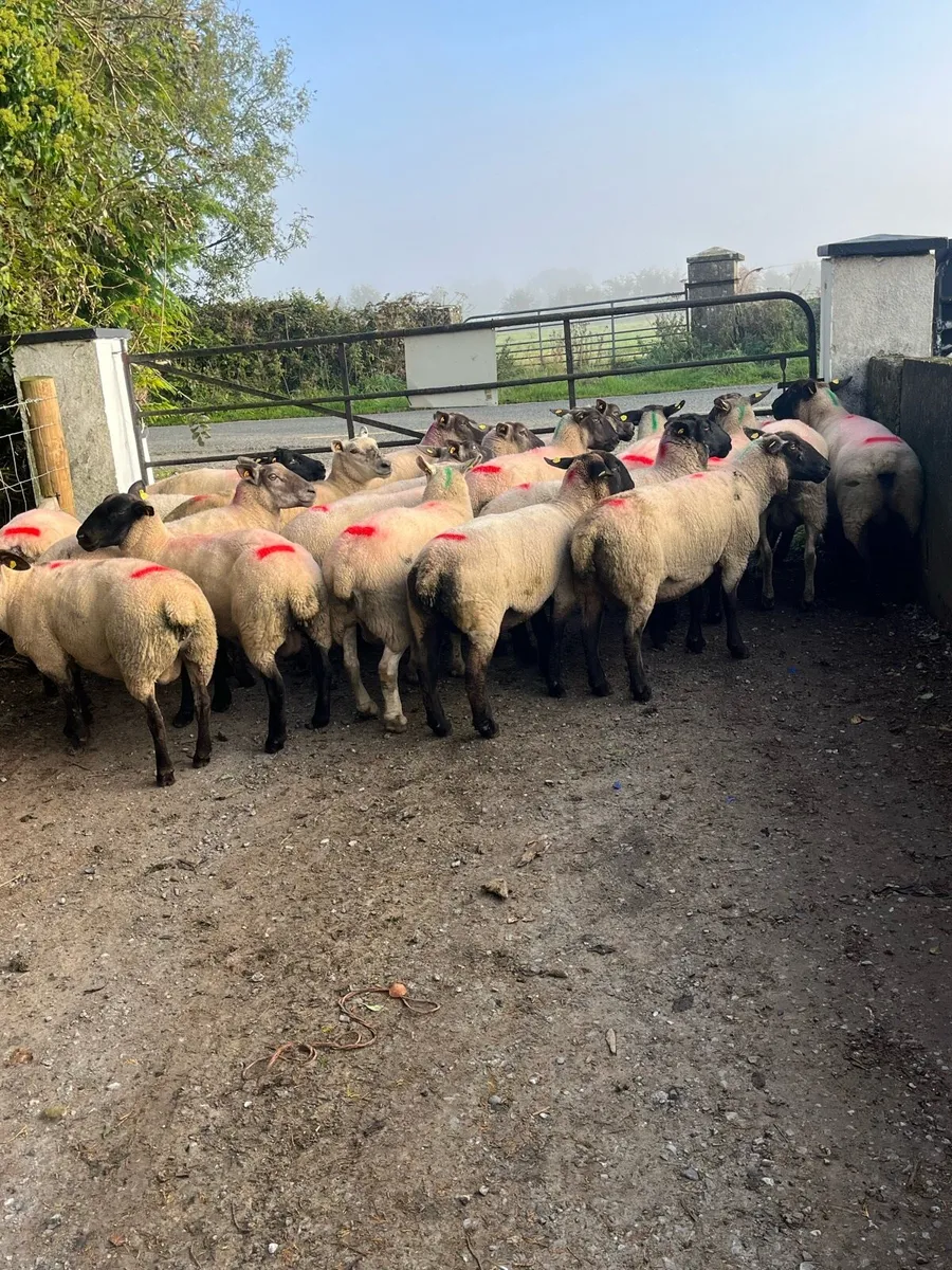 💥25 serious breeding ewes 💥 - Image 1
