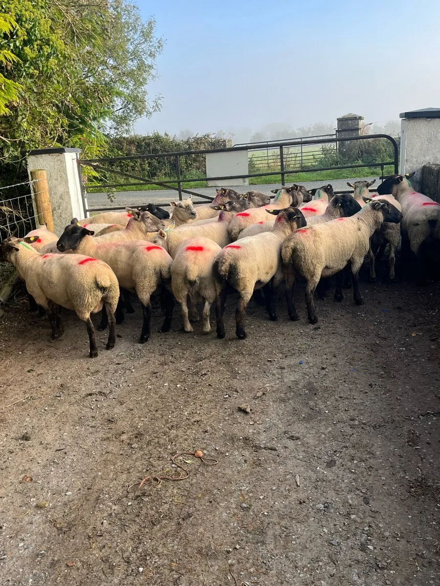 💥25 serious breeding ewes 💥 - Image 2