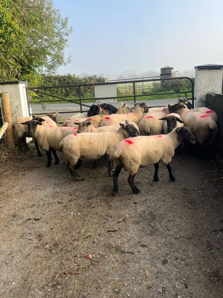 💥25 serious breeding ewes 💥 - Image 3