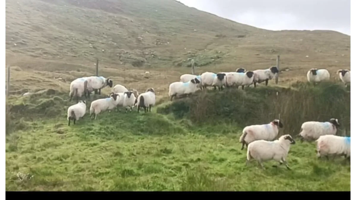 RAM LAMBS - Image 1