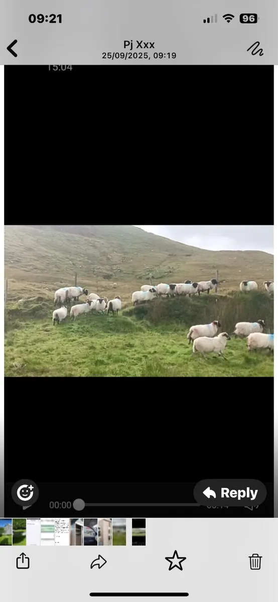 RAM LAMBS - Image 2