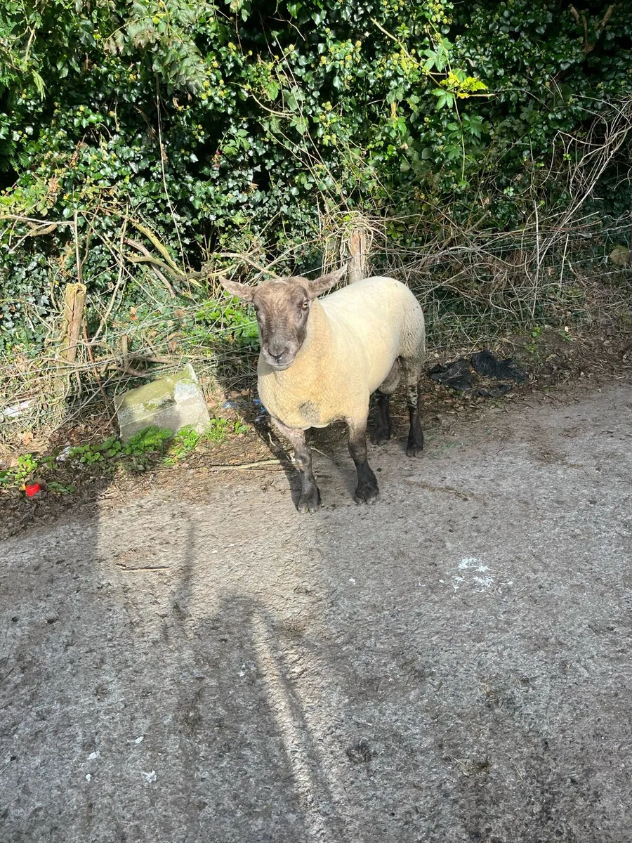 3 year old suftex ram - Image 1