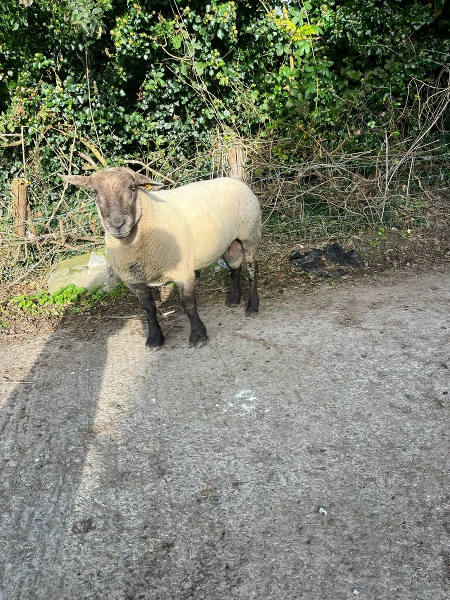 3 year old suftex ram - Image 2