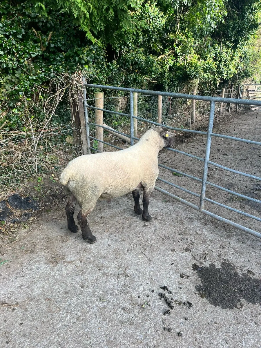 3 year old suftex ram - Image 3