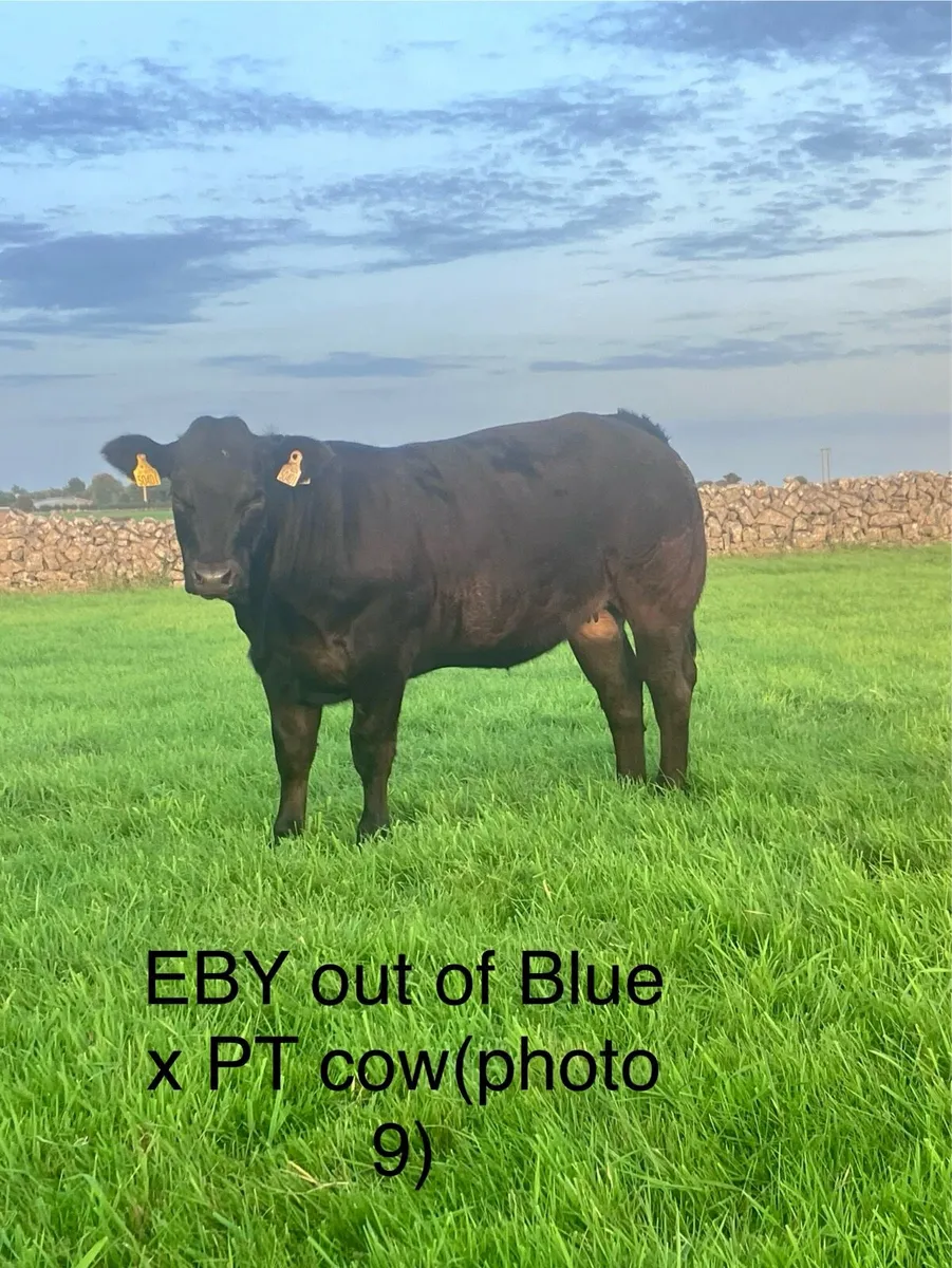 Weaning Heifers- Ballinrobe Mart 26th - Image 1