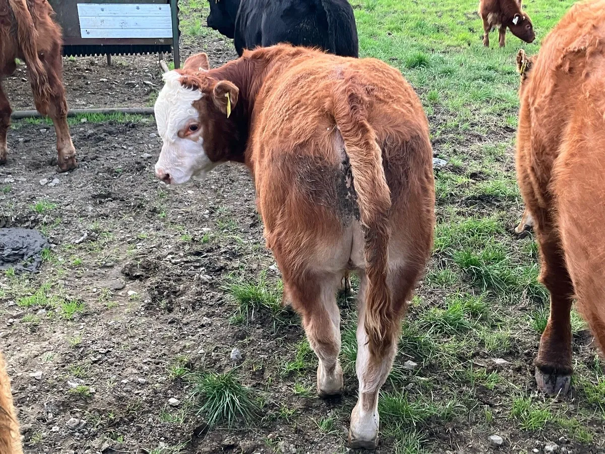 Weanlings 1 Bull & 1 Heifer - Image 3